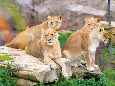 Coffret Entrée au ZooParc de Beauval en 2025 pour 1 adulte