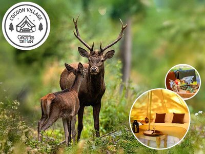 Coffret cadeau 3 jours de glamping en tente Cocoon avec accès libre à la grotte de Han et au parc animalier