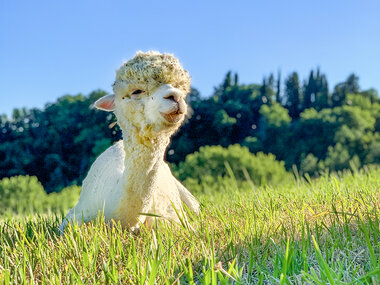 Picnic con gli alpaca in Toscana