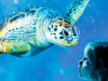 Journée passionnante au SEA LIFE Marine Park à Blankenberge pour 1 adulte et 1 enfant